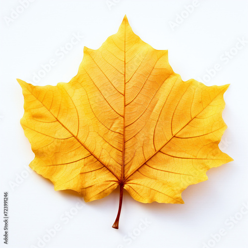 Wallpaper Mural yellow autumn leaf on the white background Torontodigital.ca