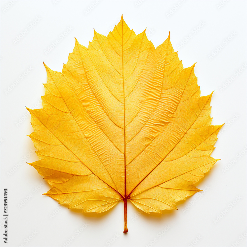 yellow autumn leaf on the white background yellow autumn leaf on the white background