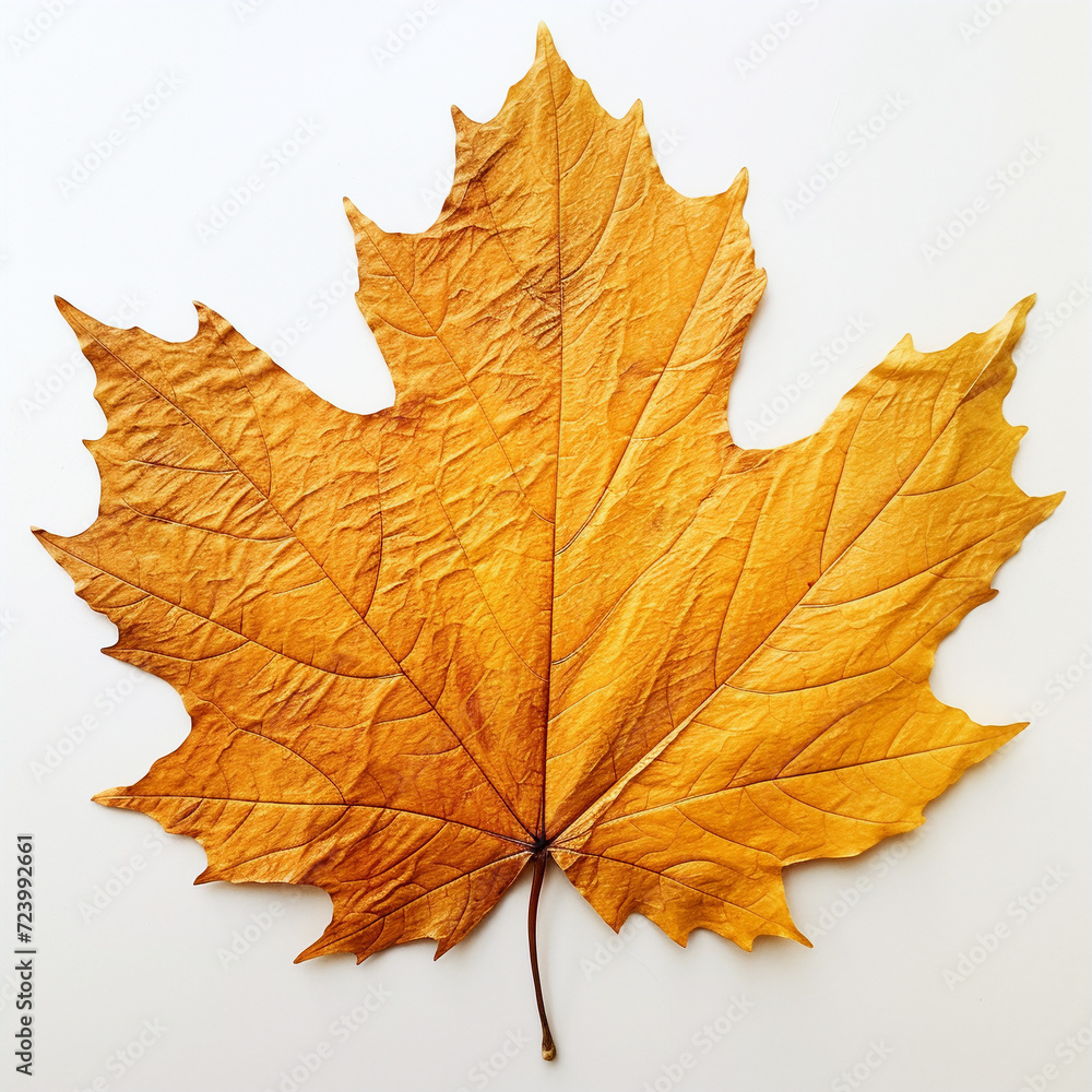 yellow autumn leaf on the white background yellow autumn leaf on the white background