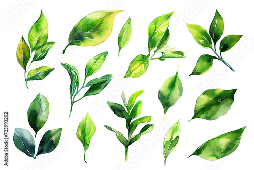 Set of Watercolor Tropical spring green leaves elements set isolated on transparent background  bouquets greeting or wedding card invitation  decoration clip art mock up.