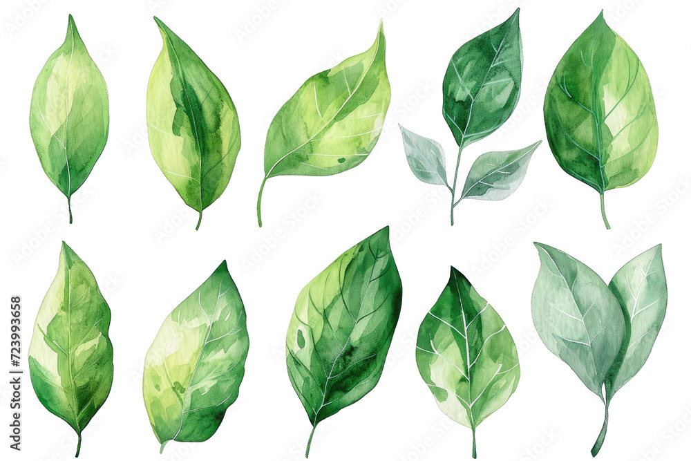 Fototapeta premium Set of Watercolor Tropical spring green leaves elements set isolated on transparent background, bouquets greeting or wedding card invitation, decoration clip art mock up.