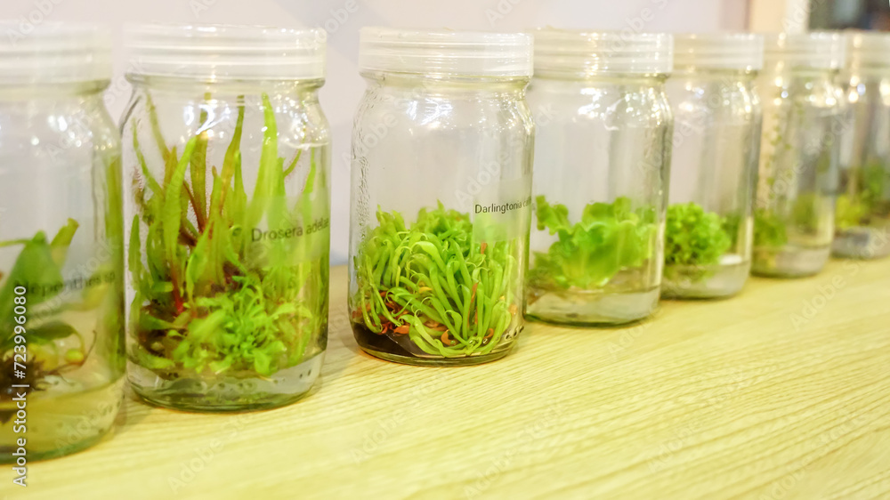 Carnivorous plants tissue culture in the laboratory on white background. Cultivated plants such as Drosera adelae, Darlingtonia californica in glass bottles with label, in a row. Carnivorous plants tissue culture in the laboratory on white background. Cultivated plants such as Drosera adelae, Darlingtonia californica in glass bottles with label, in a row.