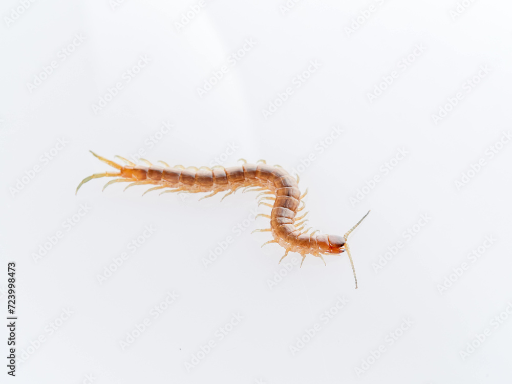 Centipede on a white background. Scolopendra oraniensis Centipede on a white background. Scolopendra oraniensis