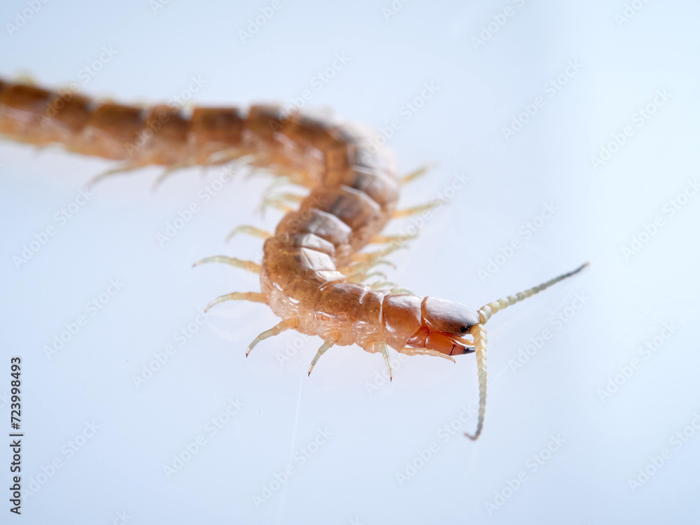 Fototapeta premium Centipede on a white background. Scolopendra oraniensis