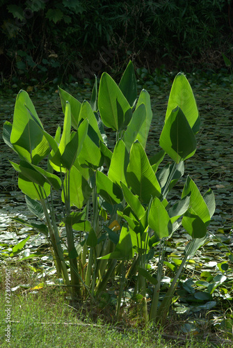 Verde,palmeras refrescan el ambiente.