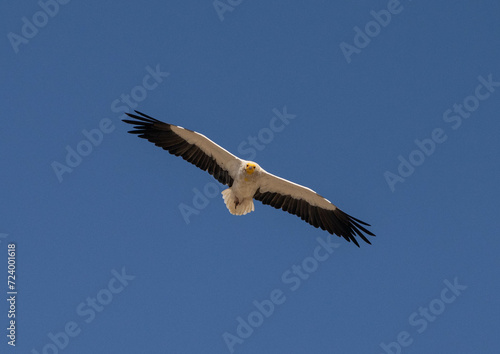 vulture in flight © Maynack