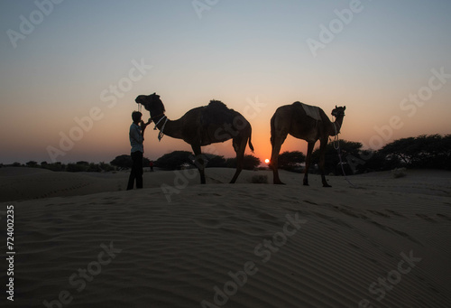 silhouette of camel in desert