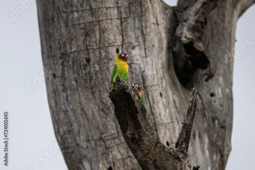 Masked lovebird in natural conditions on a tree on a summer day in a national park in Kenya