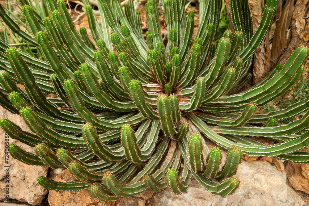 Fototapeta premium Greenhouse Cacti Enchanting Oasis: Cacti Harmony in the Botanical Haven. Embarking on a Green Journey: Cacti Elegance in the Eco-friendly Botanical Oasis. Exploring the Verdant Tapestry: A Symphony of