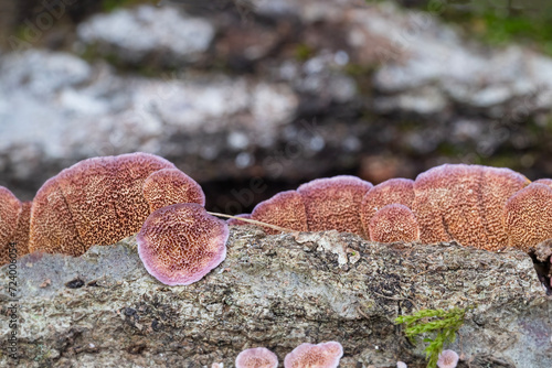 Closeup of the underside of a trichaptum abietinum mushroom photo