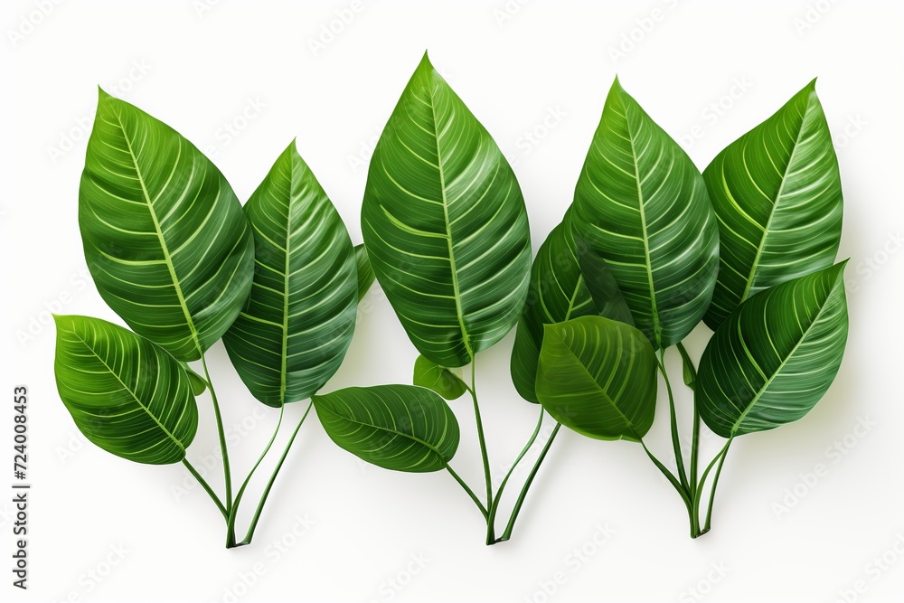 Immerse yourself in the allure of lush tropical foliage with this captivating PNG graphic. Immerse yourself in the allure of lush tropical foliage with this captivating PNG graphic.