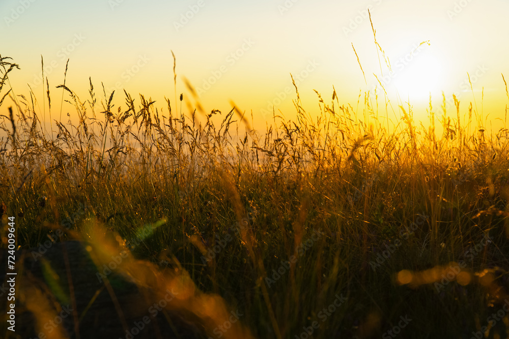 Fototapeta premium Scenic view of a field at golden sunrise in autumn