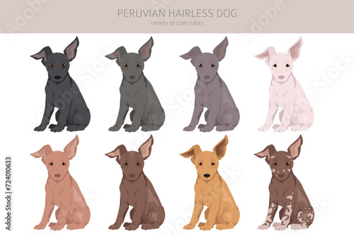 Peruvian hairless dog puppy clipart. Different poses, coat colors set