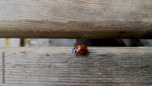 
close-up ladybug walking on wooden bench