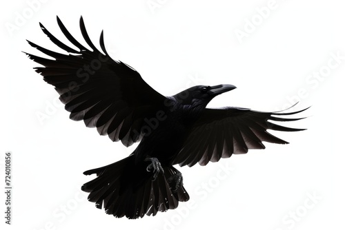 Flying raven isolated on white background