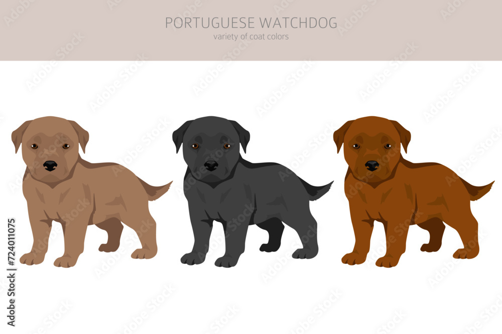 Portuguese Watchdog puppies clipart. All coat colors set.  All dog breeds characteristics infographic