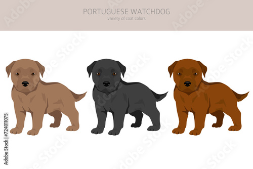 Portuguese Watchdog puppies clipart. All coat colors set.  All dog breeds characteristics infographic photo