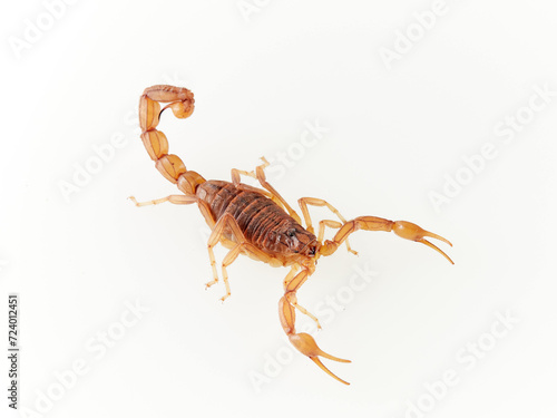 Yellow desert scorpion on a white background. Genus Buthus