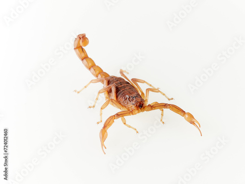 Yellow desert scorpion on a white background. Genus Buthus