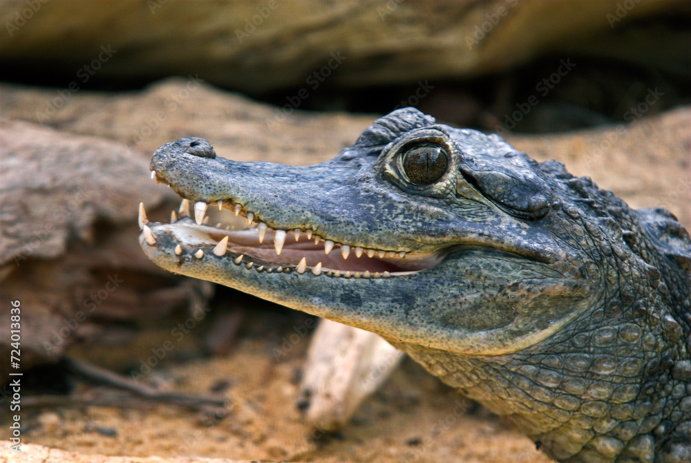 Fototapeta premium Caiman à lunettes; Caiman crocodilus; Amérique du Sud