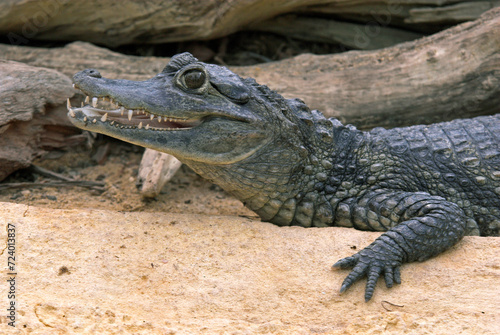 Caiman à lunettes; Caiman crocodilus; Amérique du Sud