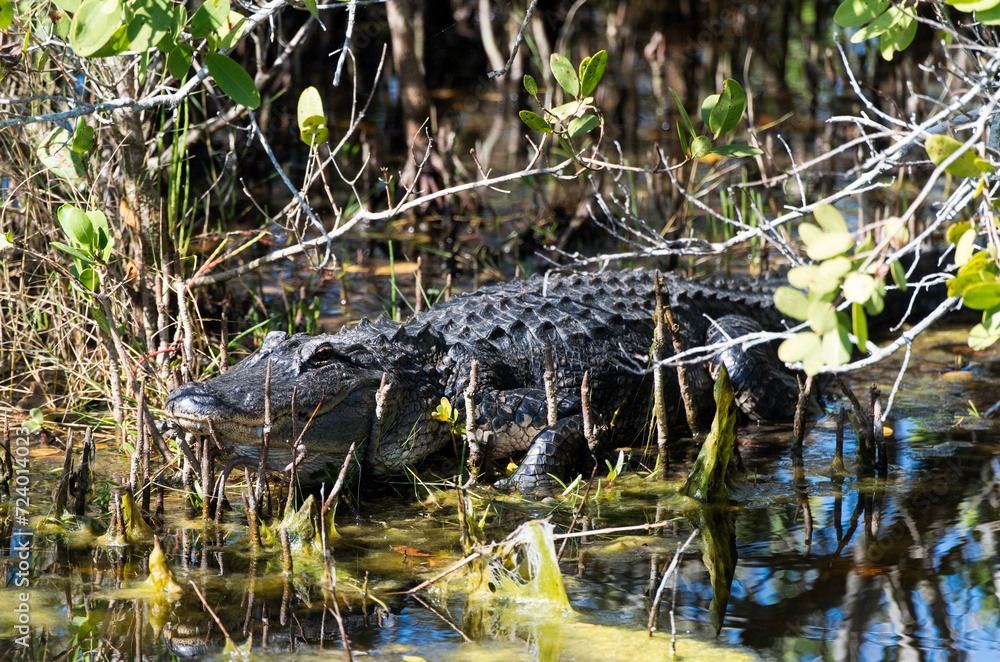 Alligator d'Amérique, Alligator mississippiensis, Parc national des Everglades, Floride, Etats Unis Alligator d'Amérique, Alligator mississippiensis, Parc national des Everglades, Floride, Etats Unis