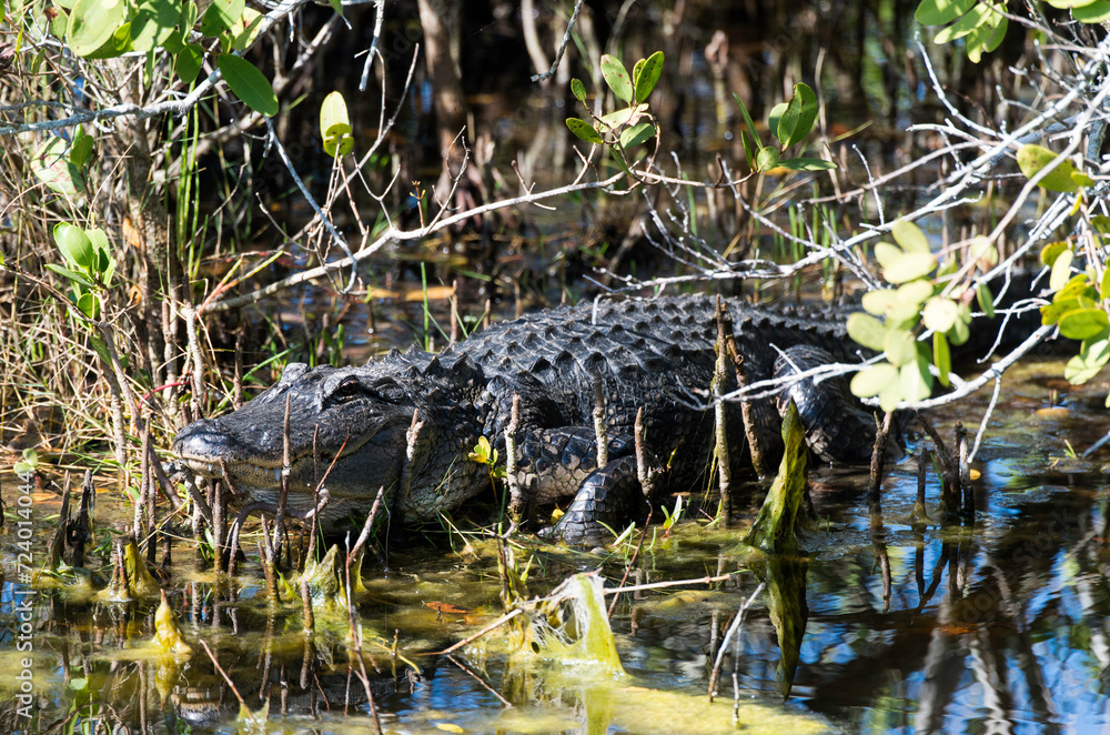 Alligator d'Amérique, Alligator mississippiensis, Parc national des Everglades, Floride, Etats Unis Alligator d'Amérique, Alligator mississippiensis, Parc national des Everglades, Floride, Etats Unis