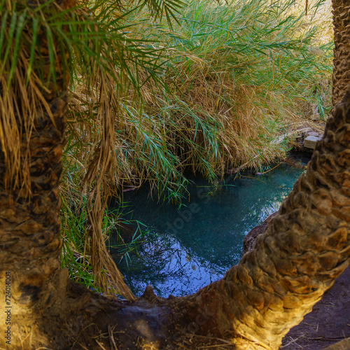 Ein Plutit spring and pool, Dead Sea photo