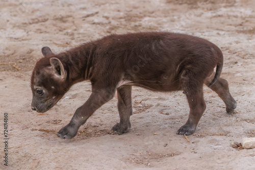 hyena cub in Amboseli NP