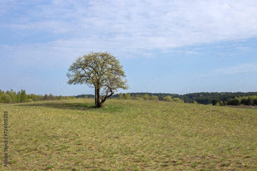 Lonely tree on a hill, spacious meadow in spring Lonely tree on a hill, spacious meadow in spring