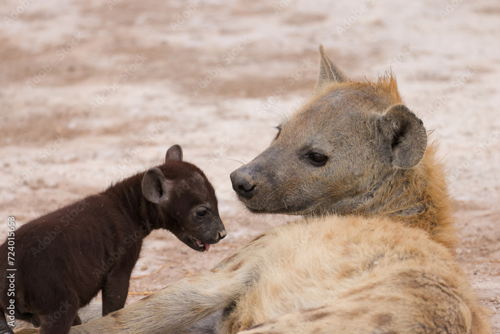 hyena cub with its mother in Amboseli NP