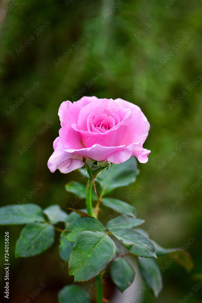 pink rose