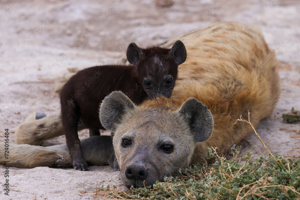 baby hyena with mother in Amboseli NP baby hyena with mother in Amboseli NP
