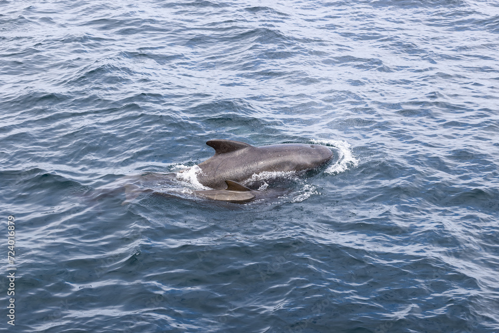 Fototapeta premium A juvenile pilot (Globicephala melas) whale shadows its mother, their sleek bodies contrasting with the textured sapphire tones of the ocean's surface