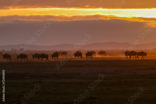 Fototapeta Naklejka Na Ścianę i Meble -  silhouette of a herd of wildebeests at dusty dawn in Amboseli NP