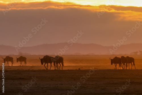 silhouette of migrating wildebeests in the orange morning dust of Amboseli NP