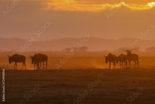 silhouette of migrating wildebeests in the orange morning dust of Amboseli NP