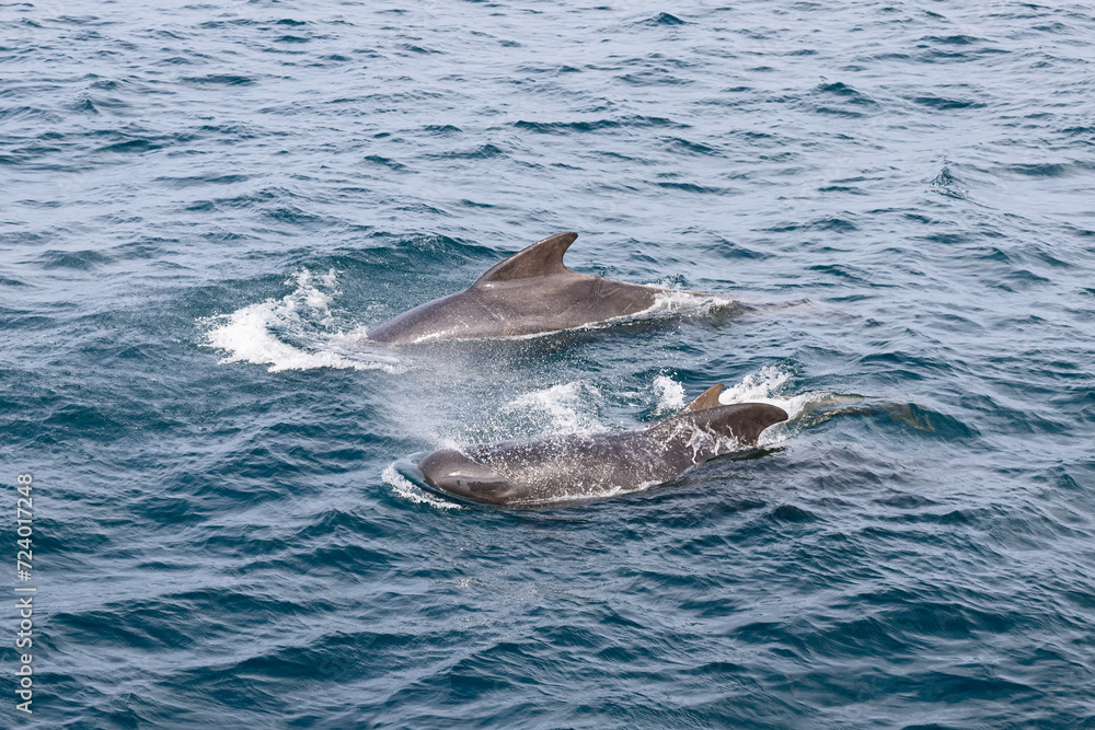 Fototapeta premium Two pilot whales (Globicephala melas) elegantly navigate the textured surface of the Norwegian Sea, their smooth backs contrasting with the intricate patterns of the waves