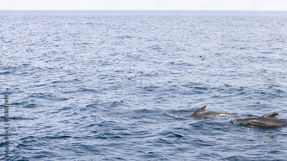 Obraz premium The horizon stretches wide behind two adult pilot whales, spotted in the tranquil sea near the Andenes, Norway