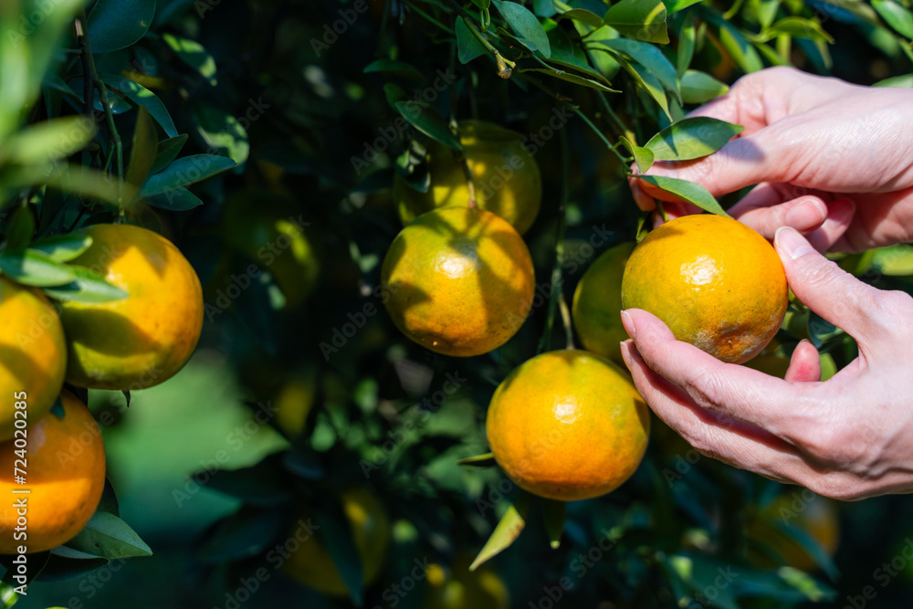Pick fresh oranges from the orange farm Pick fresh oranges from the orange farm