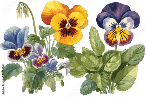 Flower pansy viola Wittrockiana vector art painting illustration.