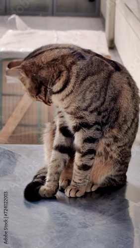 the street cat cleaning itself