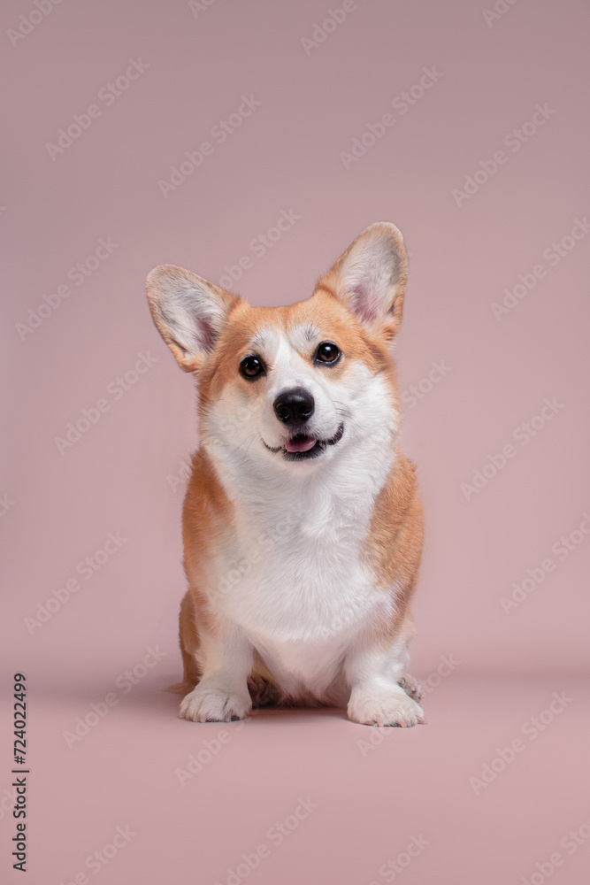 corgi corgi