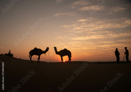 camels in the desert in sunset 