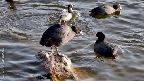 water bird on the rocks by the lake photo