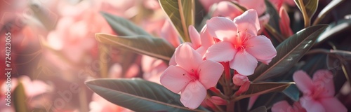 beautiful light pink flowers of oleander in summer time for background photo