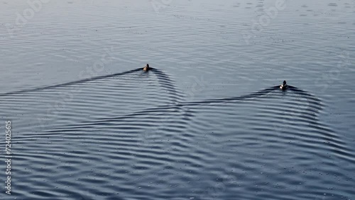 Birds swimming in the lake leaving a V shape behind them