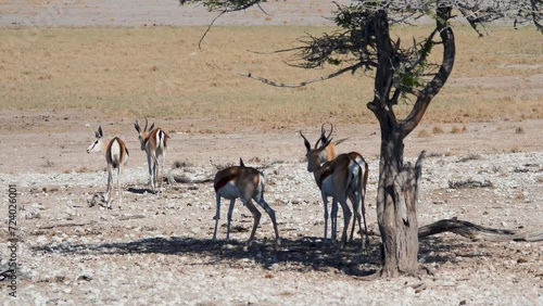 Herd of wild African antelopes stands in shade of an acacia tree during heat day in national park