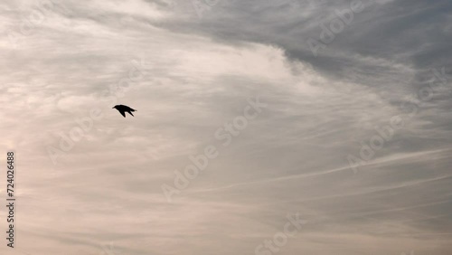 seagull flying over the lake at sunset