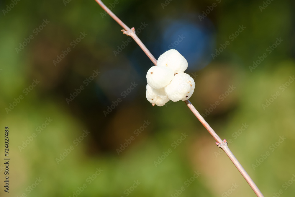 common snowberry close-up on a sunny winter day common snowberry close-up on a sunny winter day